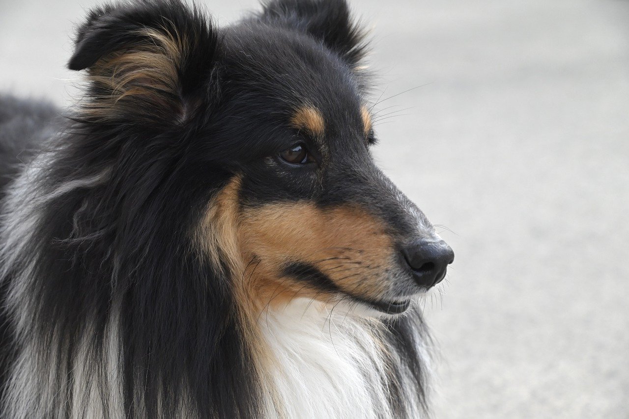 Understanding the Unique Traits of the Shetland Sheepdog